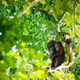 Image for article titled These 'Astroecologists' Are Using Star-Spotting Tech to Count Endangered Animals